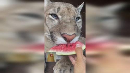 猛兽吃瓜,揭秘野生动物的生存法则