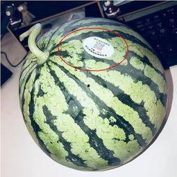 网红吃瓜打包,盘点那些令人捧腹的打包瞬间