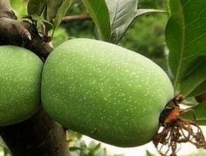 海棠瓜可以吃,美味可口的天然美食探索