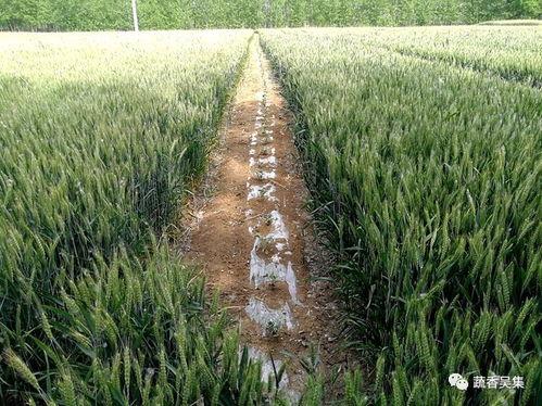 吴瓜怎么吃,从挑选到美味呈现