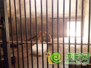 邯郸吃瓜,一场别开生面的“吃瓜”盛宴