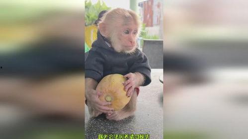 美女吃瓜装猴子,趣味横生演绎生态奇观