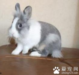 兔子吃方瓜吗,探寻兔子饮食习惯之谜