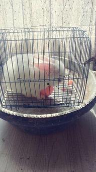 兔子吃小瓜视频播放