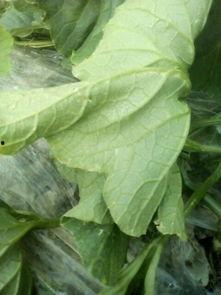 水瓜叶子可以吃么,绿色餐桌上的健康之选