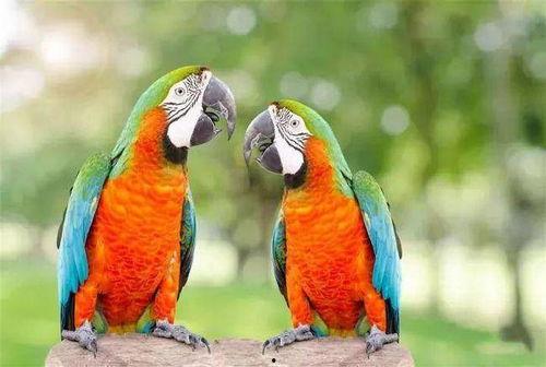 鹦鹉可以吃白瓜不,白瓜成为新宠