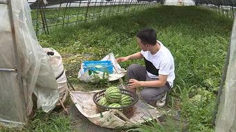 下地摘瓜怎么吃,探索家常烹饪新体验