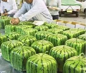 宁夏大学吃瓜事件,校园风波背后的真相探寻