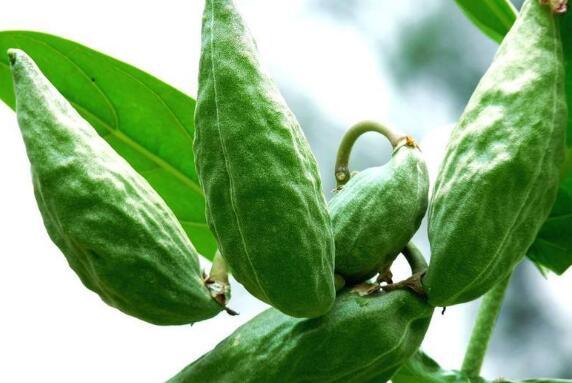 吃伏瓜的功效,夏日消暑、滋补养生的天然良药