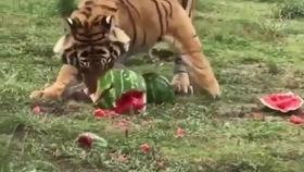 豹妞吃瓜,揭秘娱乐圈幕后真相