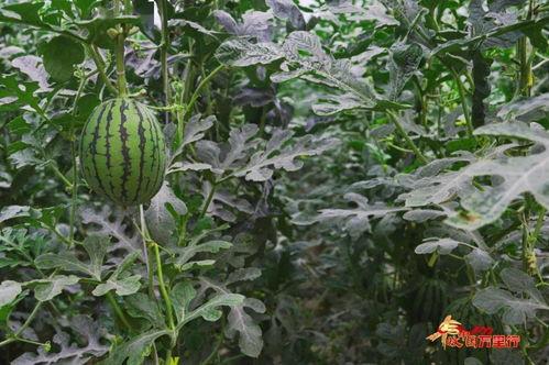 丰收瓜什么时节吃,尽享瓜果飘香——探寻最佳食用时光