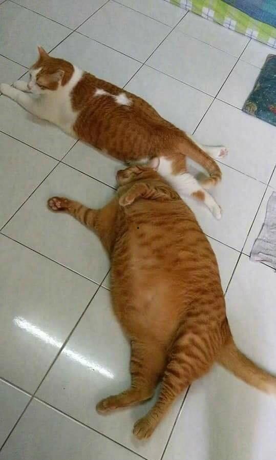 猫咪吃大瓜视频,萌态百出，网友直呼可爱爆表！