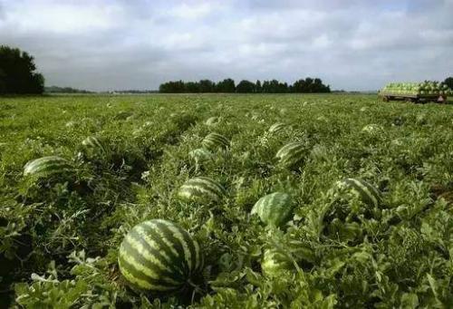 瓜瓜吃瓜故事感想,笑谈世间百态