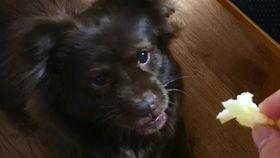 面包狗吃瓜,揭秘娱乐圈的甜蜜瓜田