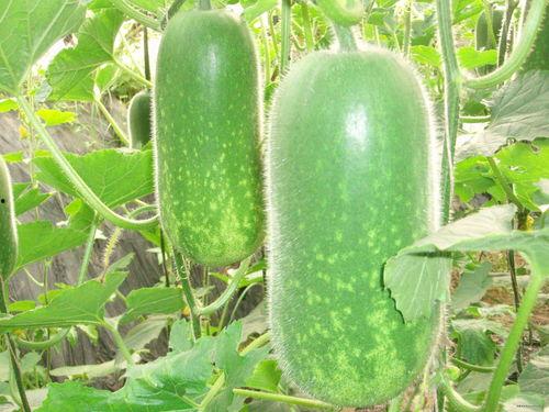 4121吃瓜总汇,揭秘娱乐圈最新热点事件