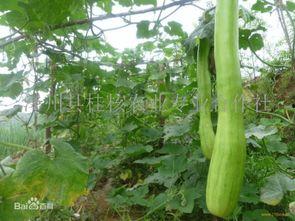 吃砍瓜过敏吗,食用砍瓜安全指南
