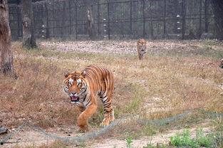 大虎吃瓜,揭秘娱乐圈幕后风云