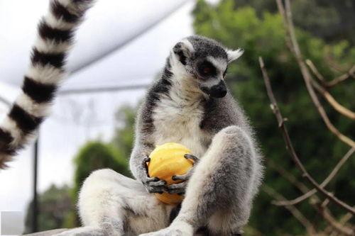 什么动物吃瓜,揭秘瓜虫们的美食盛宴