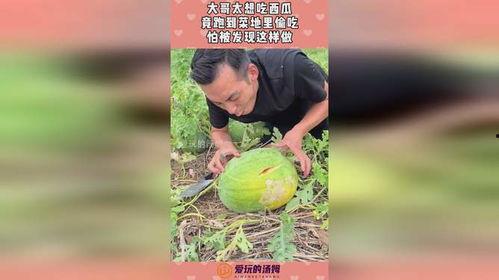 梦见菜地里吃瓜,菜地瓜香，揭秘潜意识中的田园幻想