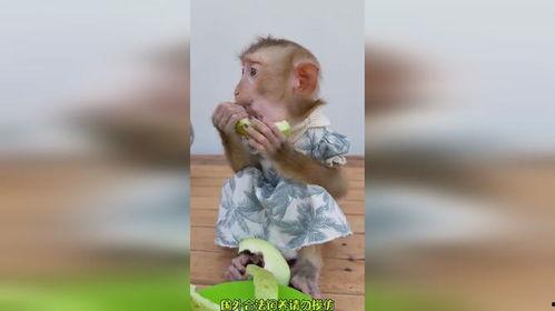 搞笑吃瓜变猴,一场奇幻的跨界之旅