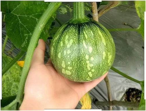 小86吃瓜,揭秘娱乐圈那些不为人知的幕后故事