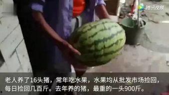 群众吃瓜水果视频,群众共享欢乐时光