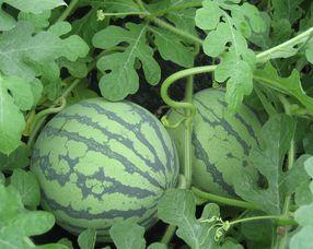 怀孕可以吃瓜叶,瓜叶助力健康孕育