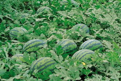 乐东吃瓜群,揭秘当地生活百态