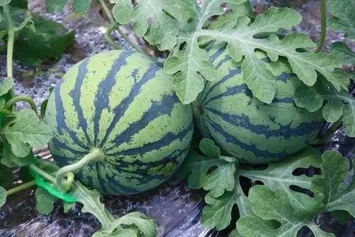 吃瓜人看西瓜,吃瓜群众眼中的西瓜世界