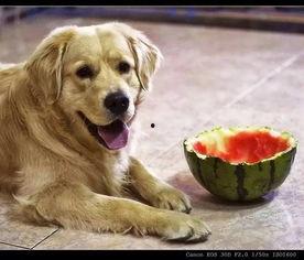 狗狗可以吃鲜瓜吗