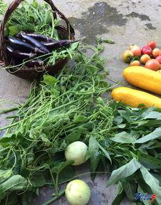 安静地吃瓜,品味生活中的小确幸